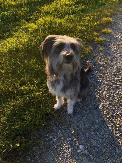 Gibts hier Mioritic Besitzer?-Beitrag-Bild