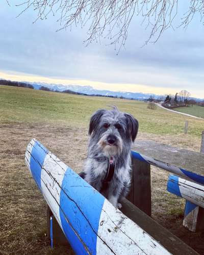 Mischlingshunde Foto Aufruf-Beitrag-Bild