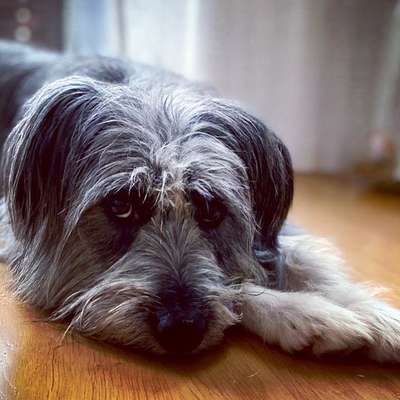 Gibts hier Mioritic Besitzer?-Beitrag-Bild