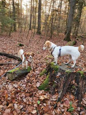 Hundeauslaufgebiet-Herchenbach-Bild