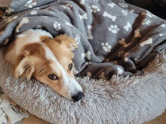 Welchen Hund hast du?-Beitrag-Bild