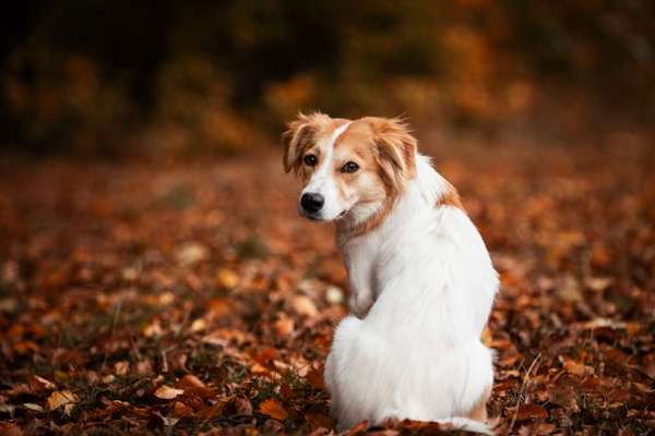 Fotochallenge No. 26                                     Wald und Wiese-Beitrag-Bild