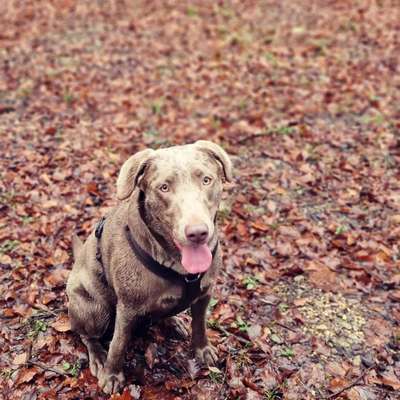 Hundetreffen-Gassi Runden und Spielen-Bild