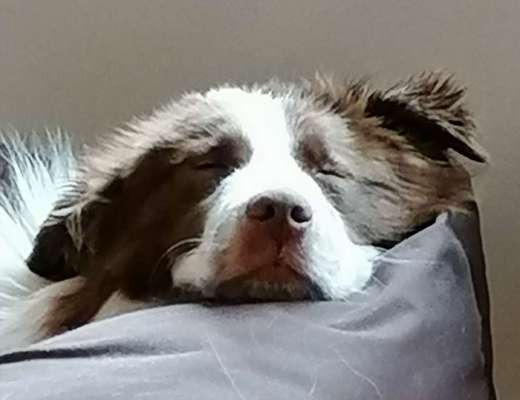 Zeigt mir die tollste Nahaufnahme von eurer Fellnase-Beitrag-Bild