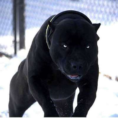 Pfefferspray Jogger-Beitrag-Bild