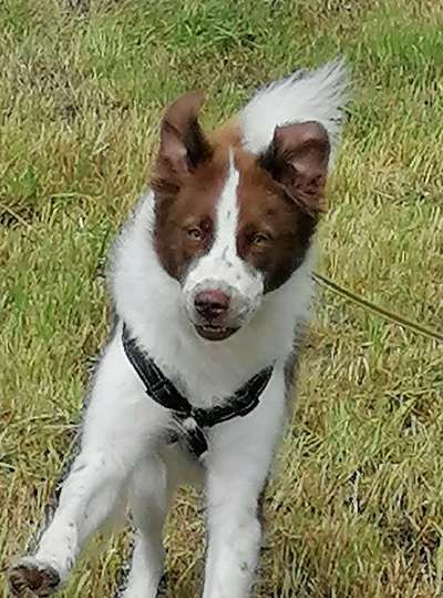 Fotochallenge 66 ~ Rennaction -Zeig deinen Hund im Lauf-Beitrag-Bild