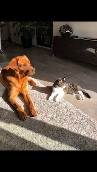 Bester Freund, Hundekumpel - zeigt her!-Beitrag-Bild