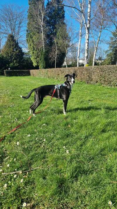 Mischlinge raten - Rätselspaß-Beitrag-Bild