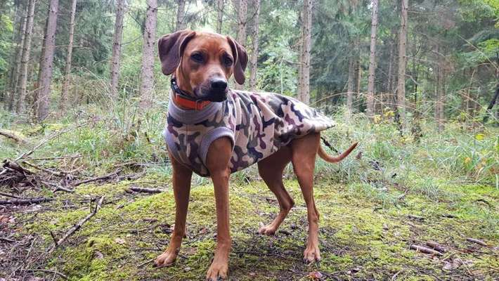 Mantel/Pullover für größeren Hund-Beitrag-Bild