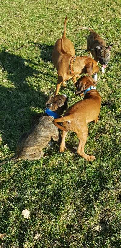 Verhalten des Hundes gegenüber "Kurznasenhunde"-Beitrag-Bild