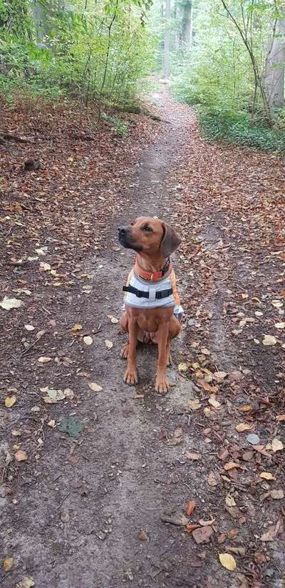 Mantel/Pullover für größeren Hund-Beitrag-Bild