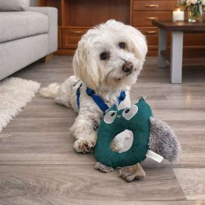 Hundetreffen-Suche Sozialkontakte für meinen Hund aus dem Tierschutz-Bild