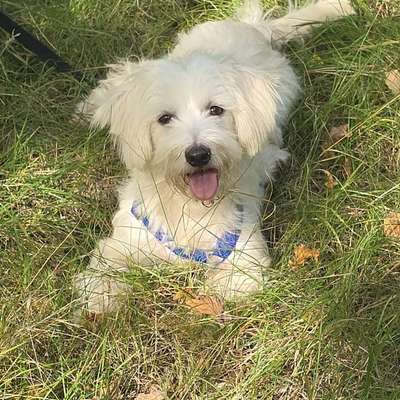 Hundetreffen-Suche Sozialkontakte für meinen Hund aus dem Tierschutz-Bild