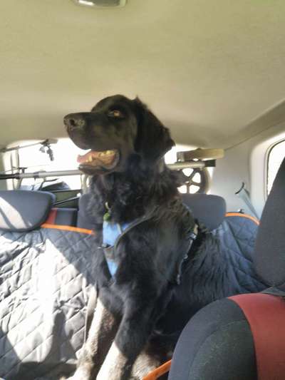 Mischlinge raten - Rätselspaß-Beitrag-Bild