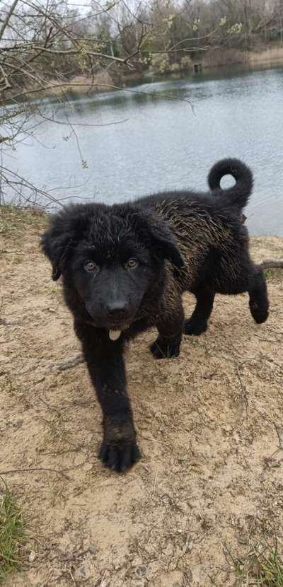 Welpen Bilder !-Beitrag-Bild