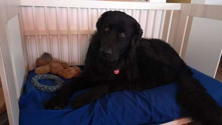 Zeigt her; eure "zu gross geratenen Schosshunde"-Beitrag-Bild