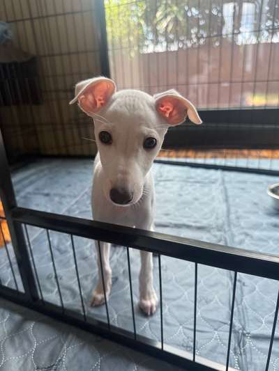 Hundetreffen-Puppy Play date-Bild