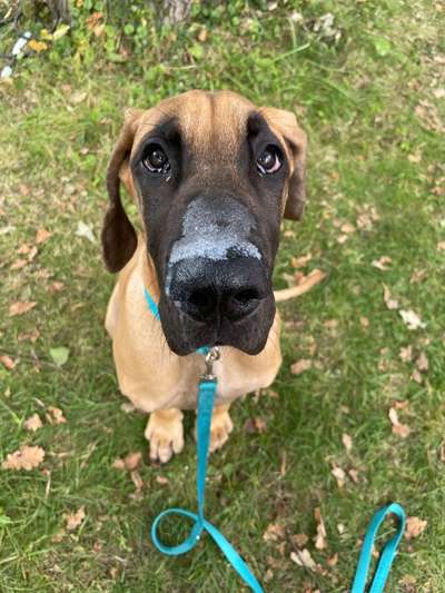 Deutsche Doggen Besitzer zeigt euch-Beitrag-Bild