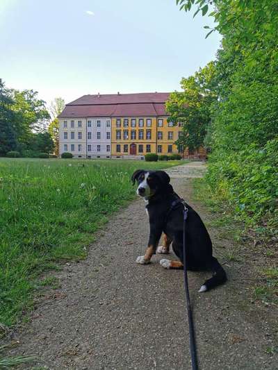 Berner Sennen-Beitrag-Bild