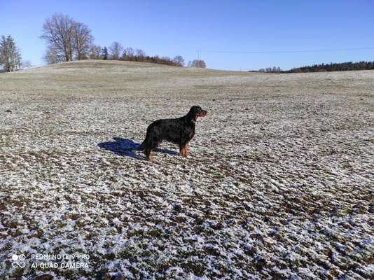 Sind hier Deutsch Kurzhaar/ Jagdhunde?-Beitrag-Bild