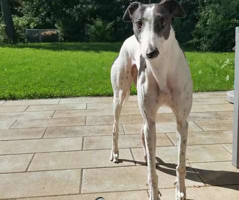 Windhunde - Treffen der besonderen Schönheiten
HERZLICH WILLKOMMEN-Beitrag-Bild