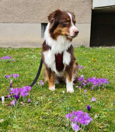 Dogorama Photo Challenge - die ersten Frühjahrsblumen-Beitrag-Bild