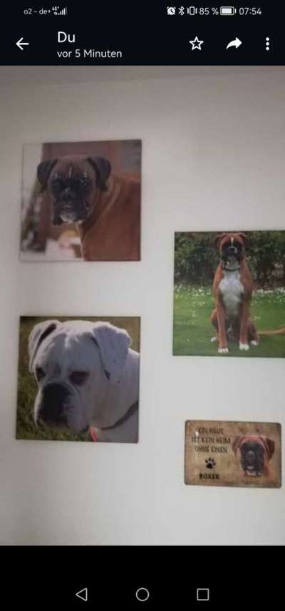 Unsere Fellnasen im Regenbogenland-Beitrag-Bild