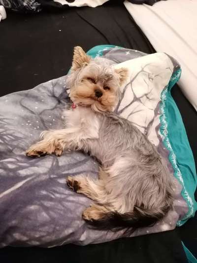 Yorkshire Terrier-Beitrag-Bild