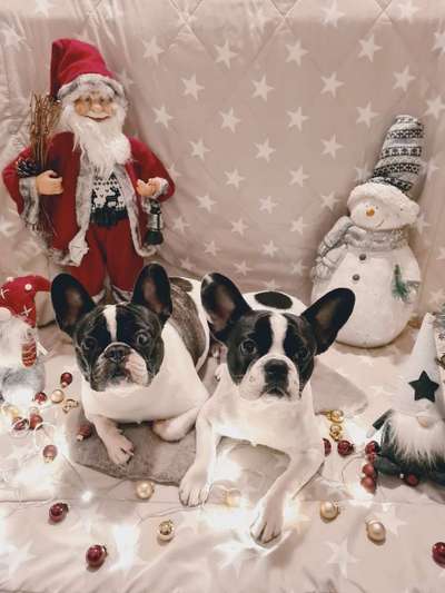 Dogorama Photo Challenge - Bescherung-Beitrag-Bild