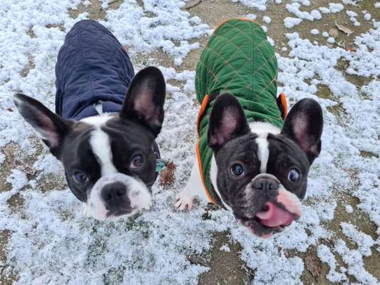 Foto Challenge Nr.: 114
Hunde im Schnee-Beitrag-Bild