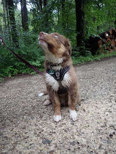 Die Dogorama Kalender Challenge 4/4-Beitrag-Bild