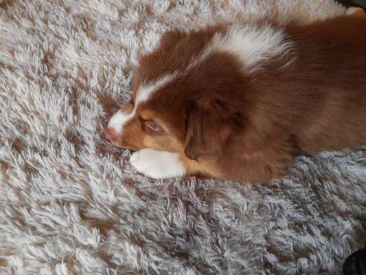 Welpen Bilder !-Beitrag-Bild