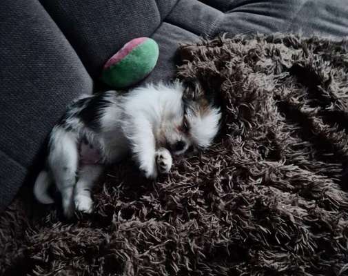 Welpen Bilder !-Beitrag-Bild