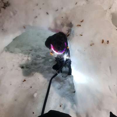 Schnee Foto-Beitrag-Bild