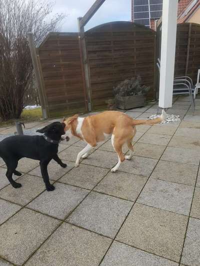 Wie groß waren eure welpen ?-Beitrag-Bild