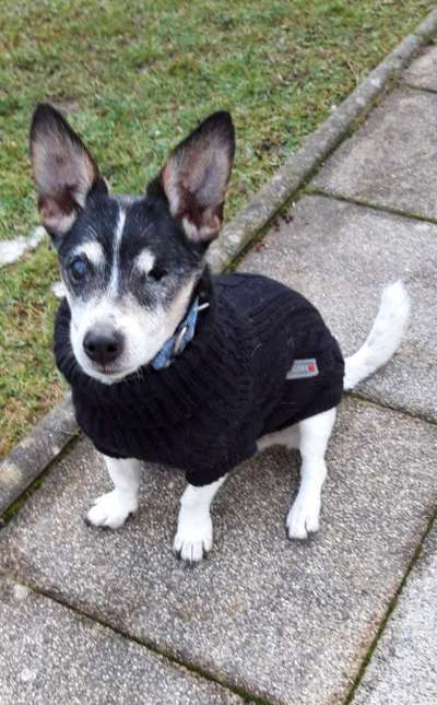 Wie heißt dein Hund?-Beitrag-Bild