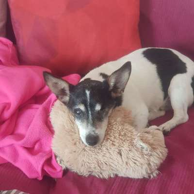 Wo sind die Jack und Parson Russell Terrier?-Beitrag-Bild