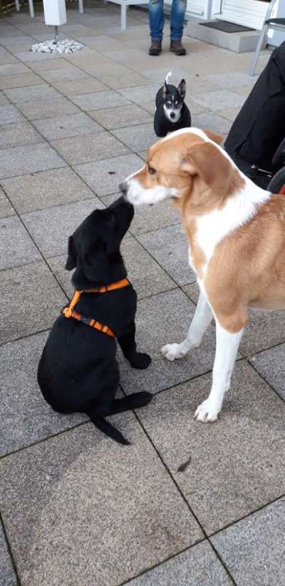 Wie groß waren eure welpen ?-Beitrag-Bild