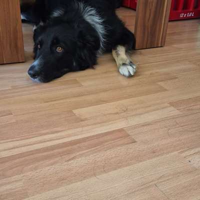 Unsere Fellnasen-Vielfalt im Überblick!-Beitrag-Bild