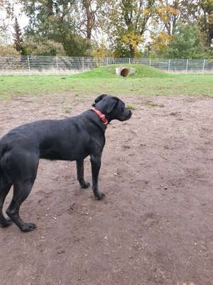 Hundeauslaufgebiet-Treffpunkt Hundespielplatz-Bild