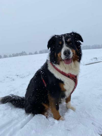 Berner Sennen-Beitrag-Bild