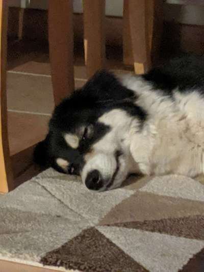 Dogorama Photo Challenge - Hundeblick zum hinschmelzen-Beitrag-Bild