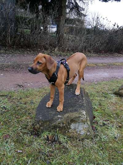 Hundetreffen-Social Walk Schönfelder Hochland-Bild