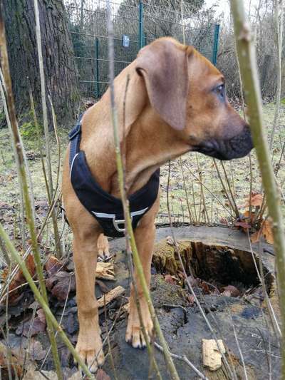 Rhodesian Ridgeback-Beitrag-Bild