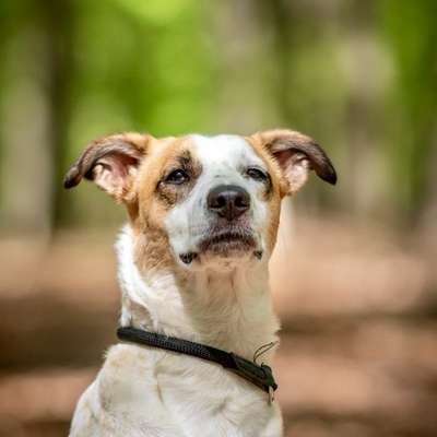 Hundetreffen-Hunderunde