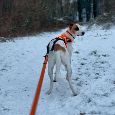 Hundetreffen-CanicrossPartner-Bild