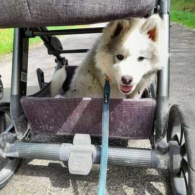 Hundetreffen-Welpentreffen Hünfeld