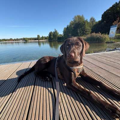 Hundetreffen-Spielrunde, Austausch, kleiner Spaziergang-Bild