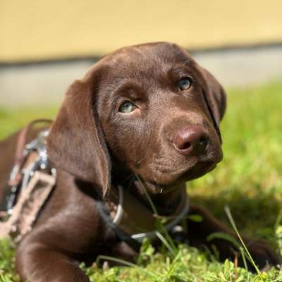 Hundetreffen-Welpen-Freunde/ Sozialisierung-Bild