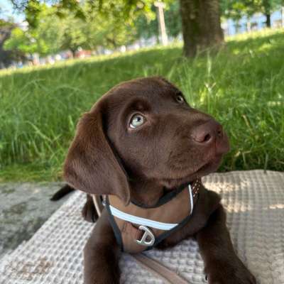 Hundetreffen-Welpen-Freunde/ Sozialisierung-Bild
